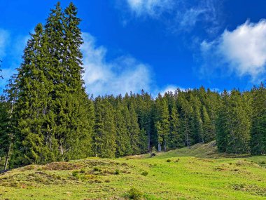Evergreen ormanı veya kozalaklı ağaçlar Pilatus 'un yamaçlarında ve dağ zirvelerinin altındaki dağlık vadilerde, Alpnach - Obwalden Kantonu, İsviçre (Schweiz)