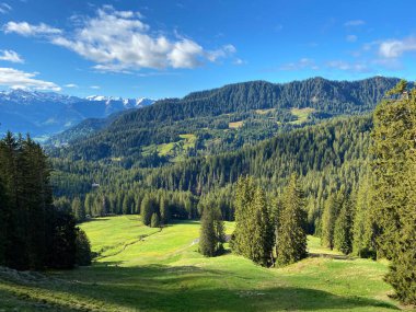 Evergreen ormanı veya kozalaklı ağaçlar Pilatus 'un yamaçlarında ve dağ zirvelerinin altındaki dağlık vadilerde, Alpnach - Obwalden Kantonu, İsviçre (Schweiz)