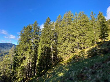 Evergreen ormanı veya kozalaklı ağaçlar Pilatus 'un yamaçlarında ve dağ zirvelerinin altındaki dağlık vadilerde, Alpnach - Obwalden Kantonu, İsviçre (Schweiz)