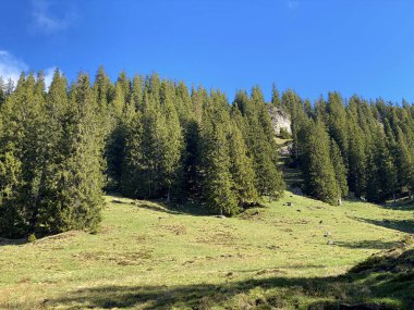 Evergreen ormanı veya kozalaklı ağaçlar Pilatus 'un yamaçlarında ve dağ zirvelerinin altındaki dağlık vadilerde, Alpnach - Obwalden Kantonu, İsviçre (Schweiz)