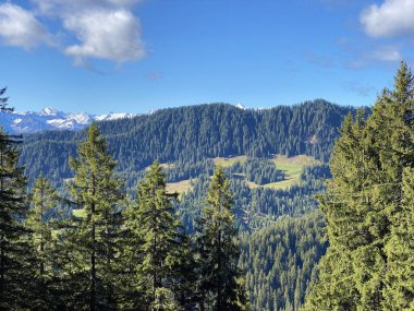 Evergreen ormanı veya kozalaklı ağaçlar Pilatus 'un yamaçlarında ve dağ zirvelerinin altındaki dağlık vadilerde, Alpnach - Obwalden Kantonu, İsviçre (Schweiz)