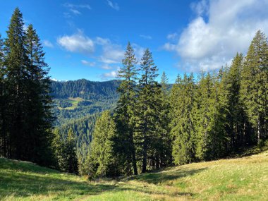 Evergreen ormanı veya kozalaklı ağaçlar Pilatus 'un yamaçlarında ve dağ zirvelerinin altındaki dağlık vadilerde, Alpnach - Obwalden Kantonu, İsviçre (Schweiz)