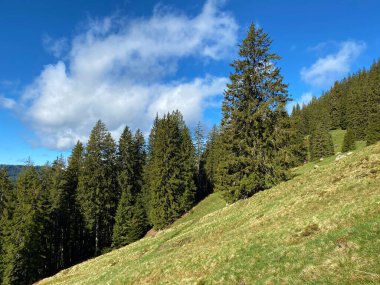 Evergreen ormanı veya kozalaklı ağaçlar Pilatus 'un yamaçlarında ve dağ zirvelerinin altındaki dağlık vadilerde, Alpnach - Obwalden Kantonu, İsviçre (Schweiz)