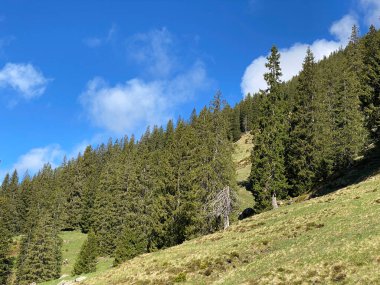 Evergreen ormanı veya kozalaklı ağaçlar Pilatus 'un yamaçlarında ve dağ zirvelerinin altındaki dağlık vadilerde, Alpnach - Obwalden Kantonu, İsviçre (Schweiz)