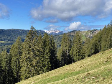 Evergreen ormanı veya kozalaklı ağaçlar Pilatus 'un yamaçlarında ve dağ zirvelerinin altındaki dağlık vadilerde, Alpnach - Obwalden Kantonu, İsviçre (Schweiz)