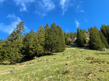 Evergreen ormanı veya kozalaklı ağaçlar Pilatus 'un yamaçlarında ve dağ zirvelerinin altındaki dağlık vadilerde, Alpnach - Obwalden Kantonu, İsviçre (Schweiz)