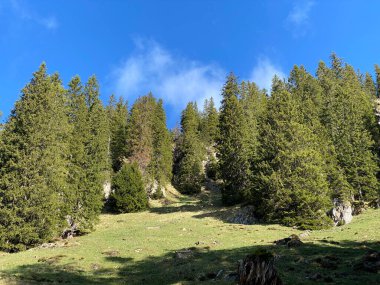 Evergreen ormanı veya kozalaklı ağaçlar Pilatus 'un yamaçlarında ve dağ zirvelerinin altındaki dağlık vadilerde, Alpnach - Obwalden Kantonu, İsviçre (Schweiz)