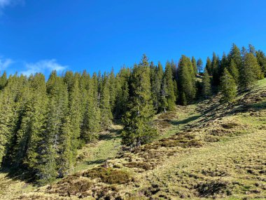 Evergreen ormanı veya kozalaklı ağaçlar Pilatus 'un yamaçlarında ve dağ zirvelerinin altındaki dağlık vadilerde, Alpnach - Obwalden Kantonu, İsviçre (Schweiz)