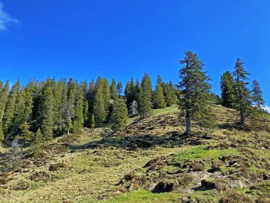 Evergreen ormanı veya kozalaklı ağaçlar Pilatus 'un yamaçlarında ve dağ zirvelerinin altındaki dağlık vadilerde, Alpnach - Obwalden Kantonu, İsviçre (Schweiz)