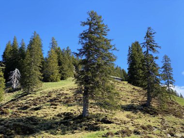 Evergreen ormanı veya kozalaklı ağaçlar Pilatus 'un yamaçlarında ve dağ zirvelerinin altındaki dağlık vadilerde, Alpnach - Obwalden Kantonu, İsviçre (Schweiz)