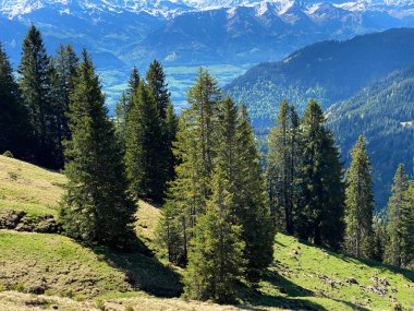 Evergreen ormanı veya kozalaklı ağaçlar Pilatus 'un yamaçlarında ve dağ zirvelerinin altındaki dağlık vadilerde, Alpnach - Obwalden Kantonu, İsviçre (Schweiz)