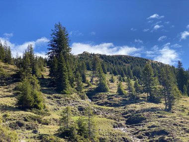 Evergreen ormanı veya kozalaklı ağaçlar Pilatus 'un yamaçlarında ve dağ zirvelerinin altındaki dağlık vadilerde, Alpnach - Obwalden Kantonu, İsviçre (Schweiz)