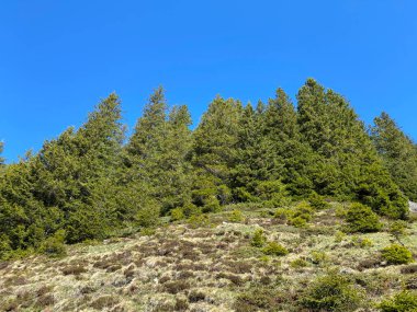 Evergreen ormanı veya kozalaklı ağaçlar Pilatus 'un yamaçlarında ve dağ zirvelerinin altındaki dağlık vadilerde, Alpnach - Obwalden Kantonu, İsviçre (Schweiz)