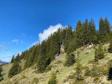 Evergreen ormanı veya kozalaklı ağaçlar Pilatus 'un yamaçlarında ve dağ zirvelerinin altındaki dağlık vadilerde, Alpnach - Obwalden Kantonu, İsviçre (Schweiz)