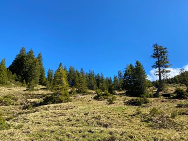Evergreen ormanı veya kozalaklı ağaçlar Pilatus 'un yamaçlarında ve dağ zirvelerinin altındaki dağlık vadilerde, Alpnach - Obwalden Kantonu, İsviçre (Schweiz)