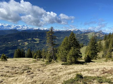 Evergreen ormanı veya kozalaklı ağaçlar Pilatus 'un yamaçlarında ve dağ zirvelerinin altındaki dağlık vadilerde, Alpnach - Obwalden Kantonu, İsviçre (Schweiz)