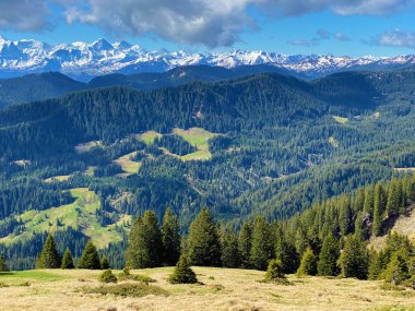 Evergreen ormanı veya kozalaklı ağaçlar Pilatus 'un yamaçlarında ve dağ zirvelerinin altındaki dağlık vadilerde, Alpnach - Obwalden Kantonu, İsviçre (Schweiz)