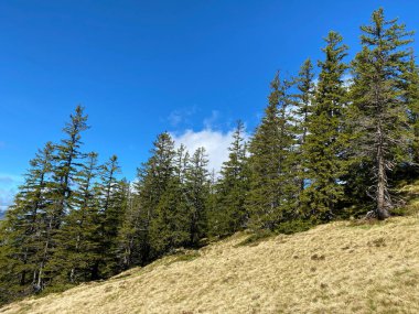Evergreen ormanı veya kozalaklı ağaçlar Pilatus 'un yamaçlarında ve dağ zirvelerinin altındaki dağlık vadilerde, Alpnach - Obwalden Kantonu, İsviçre (Schweiz)