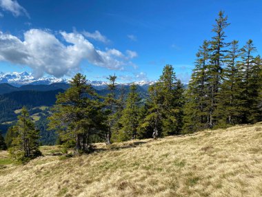 Evergreen ormanı veya kozalaklı ağaçlar Pilatus 'un yamaçlarında ve dağ zirvelerinin altındaki dağlık vadilerde, Alpnach - Obwalden Kantonu, İsviçre (Schweiz)