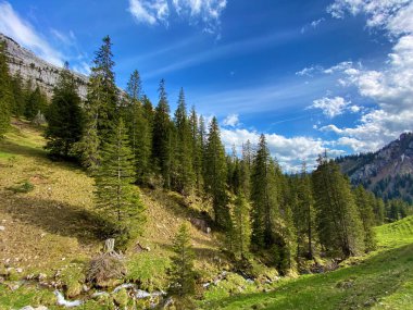 Evergreen ormanı veya kozalaklı ağaçlar Pilatus 'un yamaçlarında ve dağ zirvelerinin altındaki dağlık vadilerde, Alpnach - Obwalden Kantonu, İsviçre (Schweiz)