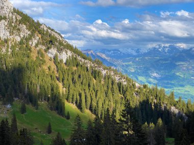 Evergreen ormanı veya kozalaklı ağaçlar Pilatus 'un yamaçlarında ve dağ zirvelerinin altındaki dağlık vadilerde, Alpnach - Obwalden Kantonu, İsviçre (Schweiz)