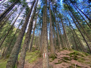 Evergreen ormanı veya kozalaklı ağaçlar Pilatus 'un yamaçlarında ve dağ zirvelerinin altındaki dağlık vadilerde, Alpnach - Obwalden Kantonu, İsviçre (Schweiz)
