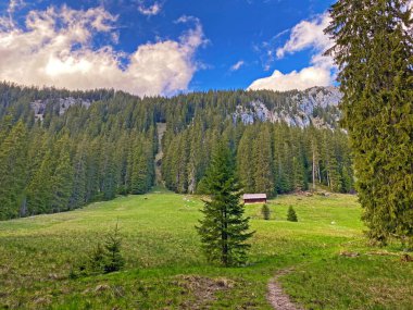 Evergreen ormanı veya kozalaklı ağaçlar Pilatus 'un yamaçlarında ve dağ zirvelerinin altındaki dağlık vadilerde, Alpnach - Obwalden Kantonu, İsviçre (Schweiz)