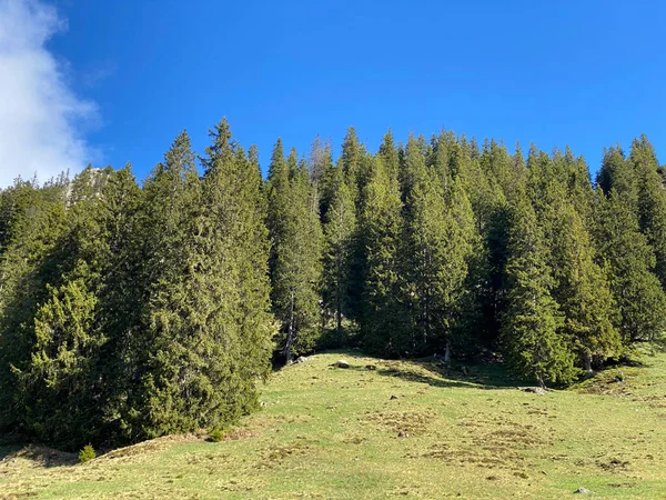 Evergreen Ormanı Veya Kozalaklı Ağaçlar Pilatus Yamaçlarında Dağ Zirvelerinin Altındaki — Stok fotoğraf