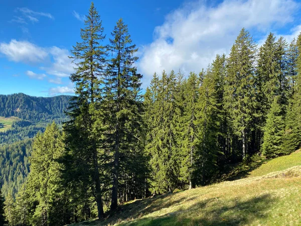 Evergreen Bos Naaldbomen Hellingen Van Het Pilatus Massief Alpiene Valleien — Stockfoto