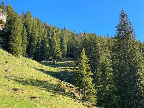 Floresta Perene Árvores Coníferas Nas Encostas Maciço Pilatus Nos Vales — Fotografia de Stock