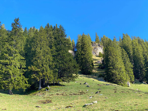 Evergreen forest or coniferous trees on the slopes of the Pilatus massif and in the alpine valleys below the mountain peaks, Alpnach - Canton of Obwalden, Switzerland (Schweiz)