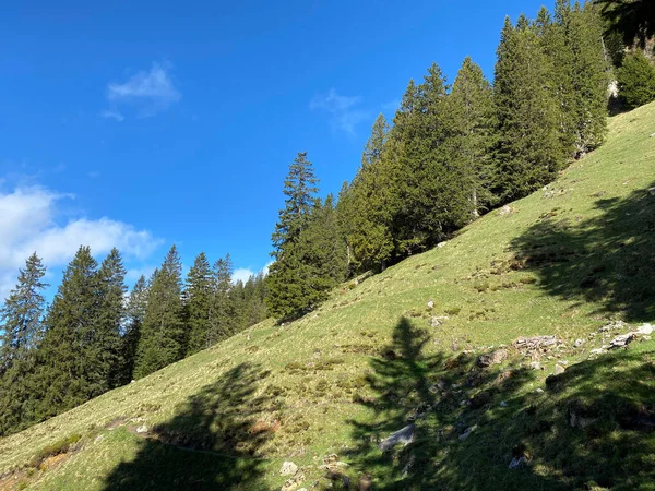 Floresta Perene Árvores Coníferas Nas Encostas Maciço Pilatus Nos Vales — Fotografia de Stock