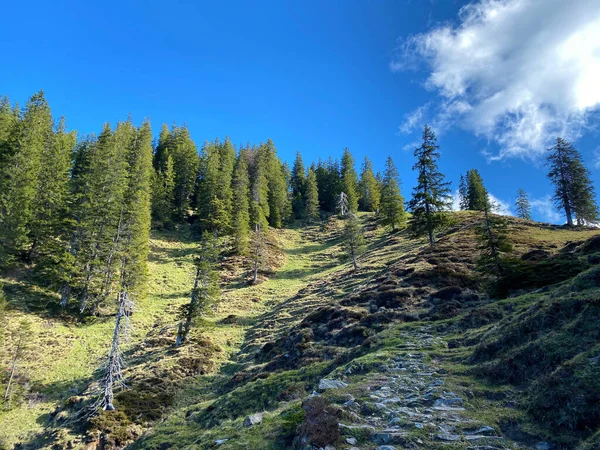 Evergreen Forest Coniferous Trees Slopes Pilatus Massif Alpine Valleys Mountain — стоковое фото