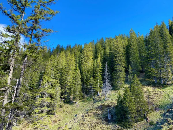 Forêt Feuillage Persistant Conifères Sur Les Pentes Massif Pilatus Dans — Photo