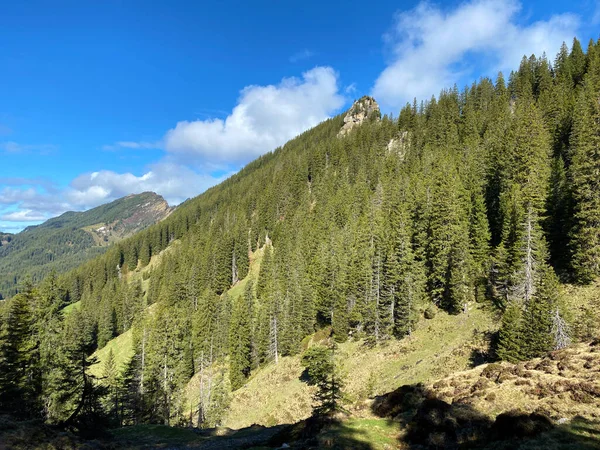 Floresta Perene Árvores Coníferas Nas Encostas Maciço Pilatus Nos Vales — Fotografia de Stock