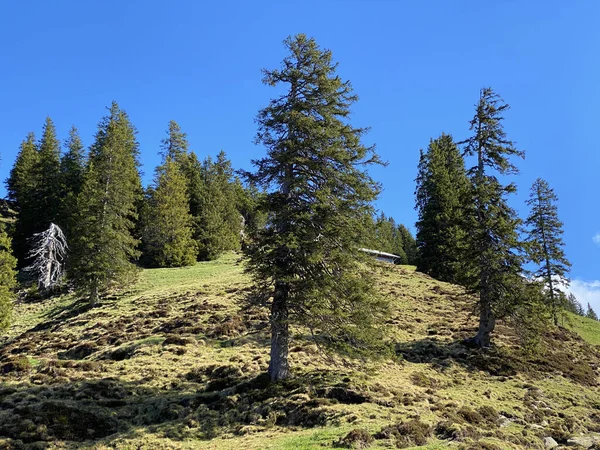 Evergreen Forest Coniferous Trees Slopes Pilatus Massif Alpine Valleys Mountain — стоковое фото
