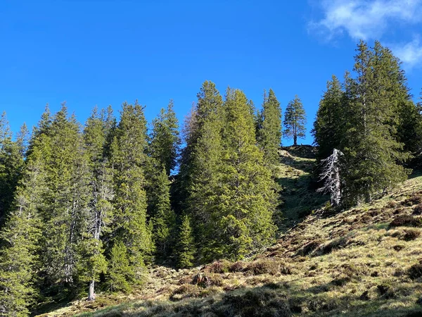 Evergreen Forest Coniferous Trees Slopes Pilatus Massif Alpine Valleys Mountain — стоковое фото