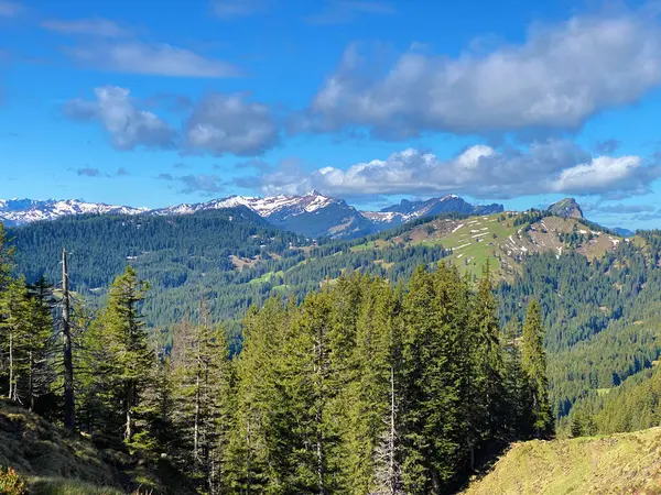 Evergreen ormanı veya kozalaklı ağaçlar Pilatus 'un yamaçlarında ve dağ zirvelerinin altındaki dağlık vadilerde, Alpnach - Obwalden Kantonu, İsviçre (Schweiz)