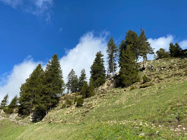 Evergreen Ormanı Veya Kozalaklı Ağaçlar Pilatus Yamaçlarında Dağ Zirvelerinin Altındaki — Stok fotoğraf