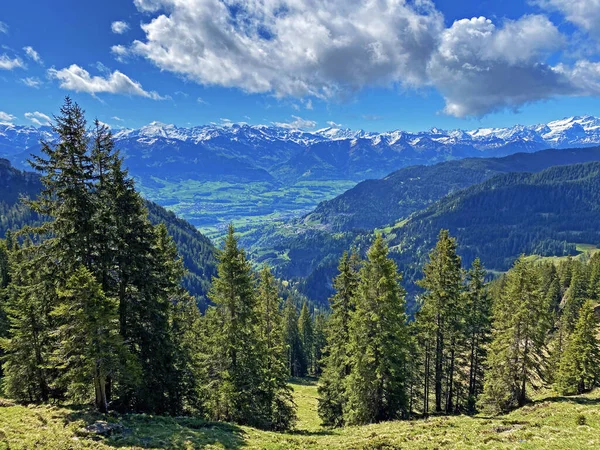 Evergreen Les Nebo Jehličnaté Stromy Svazích Masivu Pilatus Alpských Údolích — Stock fotografie