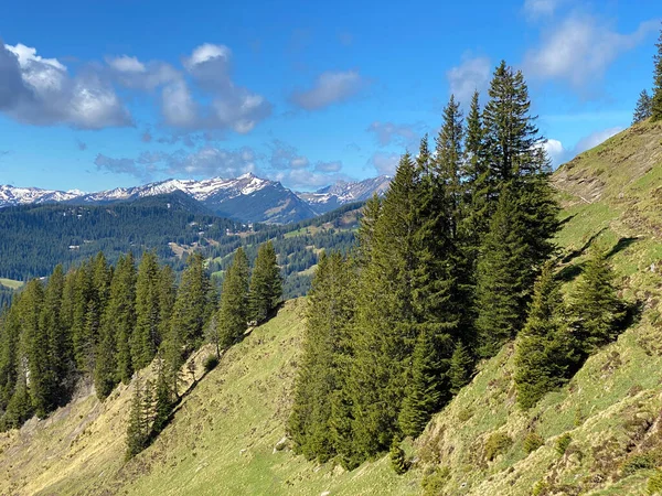 Evergreen Ormanı Veya Kozalaklı Ağaçlar Pilatus Yamaçlarında Dağ Zirvelerinin Altındaki — Stok fotoğraf