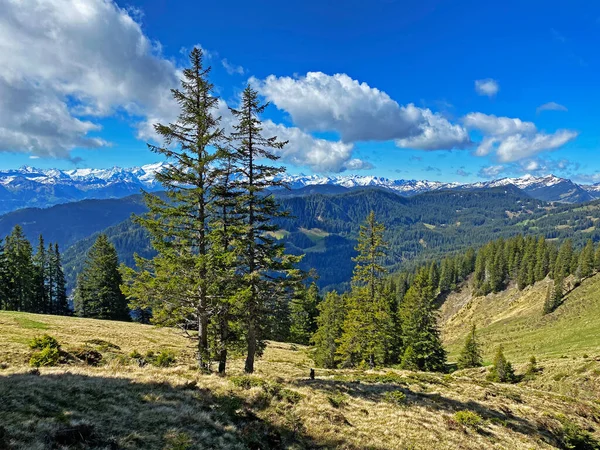 Evergreen Forest Coniferous Trees Slopes Pilatus Massif Alpine Valleys Mountain — стоковое фото