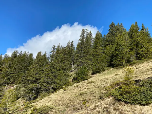 Bosque Siempreverde Árboles Coníferas Las Laderas Del Macizo Del Pilatus — Foto de Stock