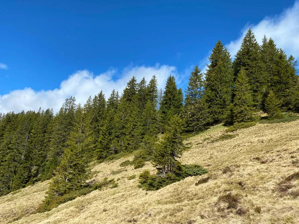 Evergreen Ormanı Veya Kozalaklı Ağaçlar Pilatus Yamaçlarında Dağ Zirvelerinin Altındaki — Stok fotoğraf