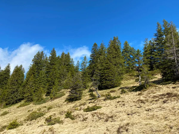 Forêt Feuillage Persistant Conifères Sur Les Pentes Massif Pilatus Dans — Photo