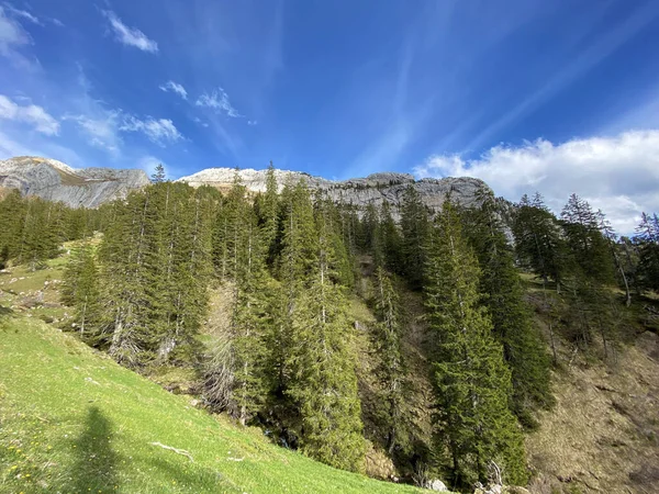 瑞士奥瓦尔登州Alpnach Canton Obwalden Schweiz Pilatus地块斜坡上和高山下的常绿森林或针叶树 — 图库照片