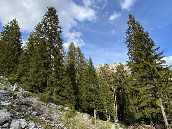 Evergreen Les Nebo Jehličnaté Stromy Svazích Masivu Pilatus Alpských Údolích — Stock fotografie