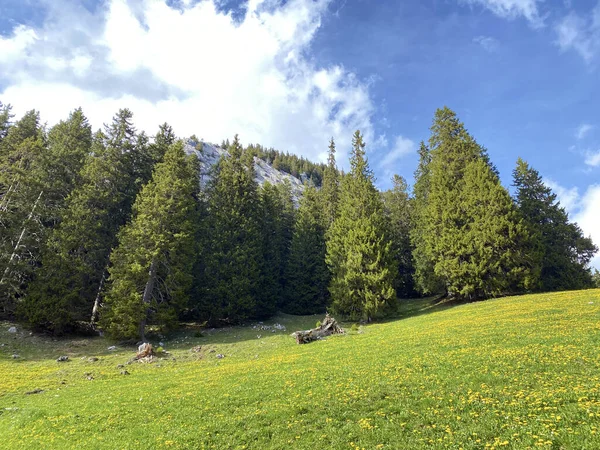 ピラタス山脈の斜面や山頂下の高山渓谷にある常緑樹や針葉樹の木 アルパチ スイス オブヴァルデンのカントン スイス — ストック写真