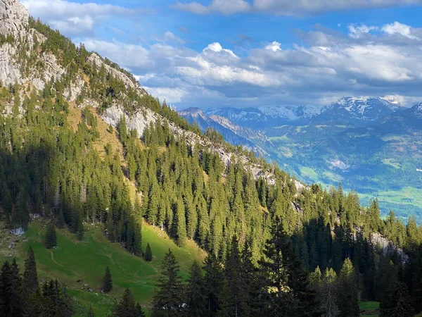 Evergreen Bos Naaldbomen Hellingen Van Het Pilatus Massief Alpiene Valleien — Stockfoto