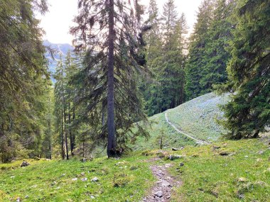 Pilatus 'un yamaçlarında ve dağın eteğindeki dağlık vadilerde yürüyüş, yürüyüş, spor ve dinlenme yolları, Alpnach - Obwalden Kantonu, İsviçre (Schweiz)